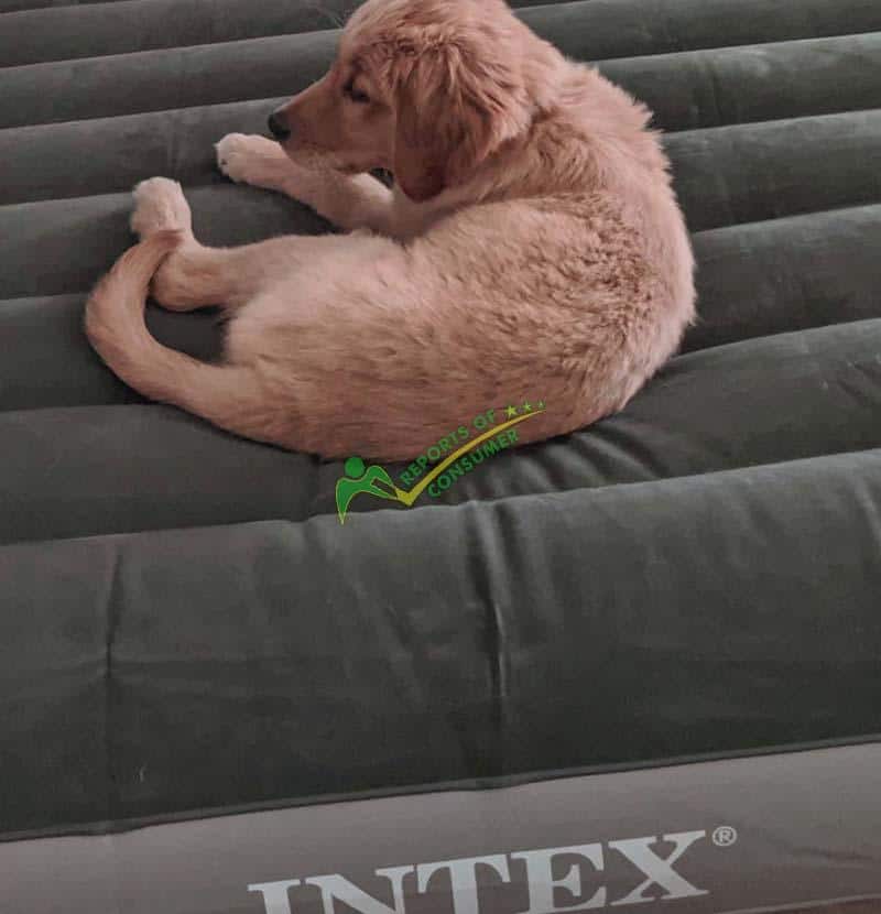 Dog Resting On Intex Dura-Beam Standard Single Heavy Duty Air Mattress
