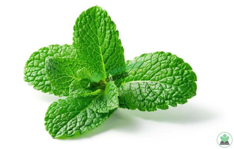 Mint To Enhance The Flavor Of Your Iced Coffee